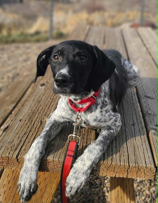 Picture of the Animal Listed